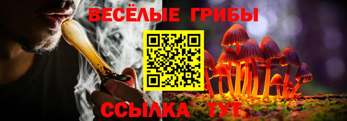 Псилоцибиновые грибы Psilocybe  Вход с VPN  Кисловодск 